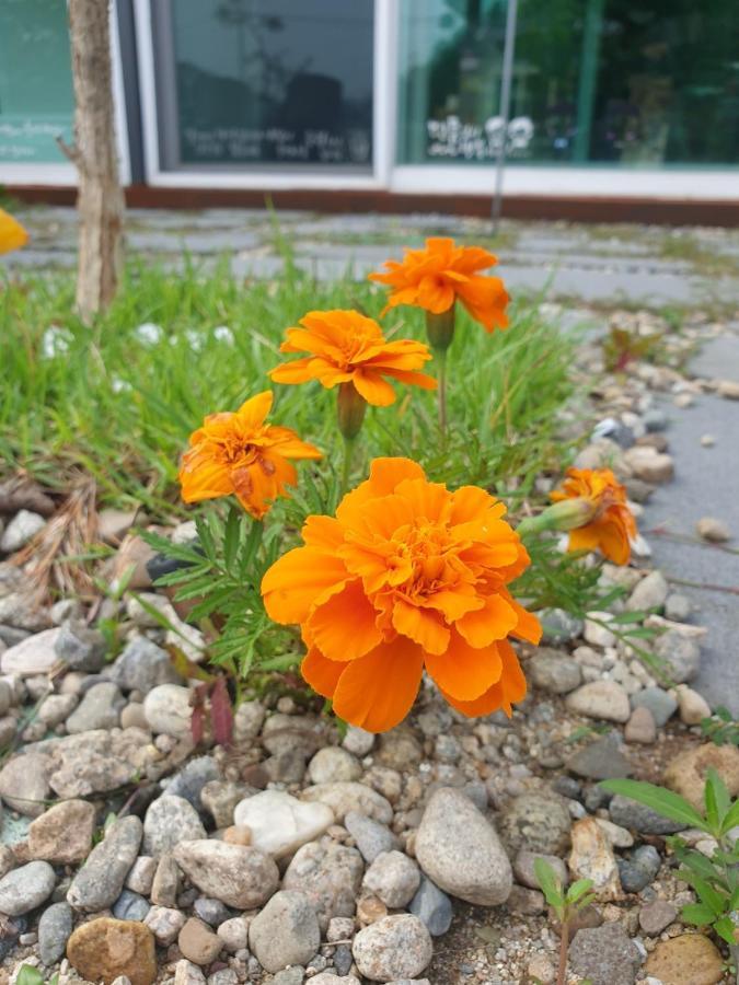 Sky Vivaldi Pension Hongcheon Εξωτερικό φωτογραφία
